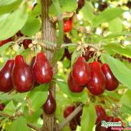 Саженец Кизил Светлячок